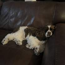 Thumbnail photo of Trigger #3