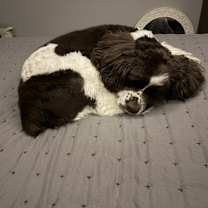 Thumbnail photo of Trigger #4