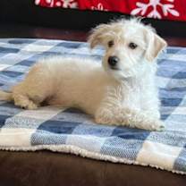 Thumbnail photo of Tito #4