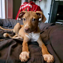 Thumbnail photo of Toffee #2