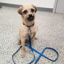 Thumbnail photo of Beanie Weenie #2