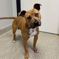 Thumbnail photo of Pancho #2