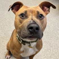 Thumbnail photo of Pancho #3