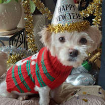 Thumbnail photo of DOMINO #1