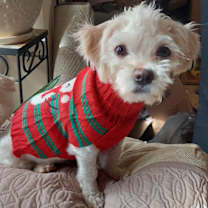 Thumbnail photo of DOMINO #3