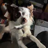 Thumbnail photo of Melody #1