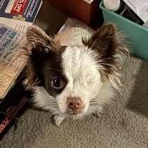 Thumbnail photo of Melody #2