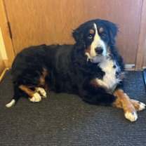 Thumbnail photo of Bailey #1