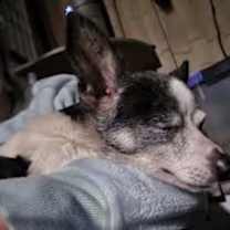 Thumbnail photo of Dodge #1