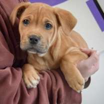 Thumbnail photo of Kane #3