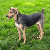 Thumbnail photo of Blair #4