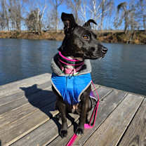 Thumbnail photo of Josie #2