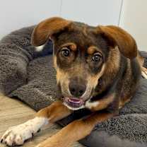 Thumbnail photo of Cider #1