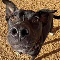 Thumbnail photo of Chloe #4