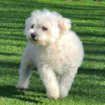 Thumbnail photo of Rascal  #3