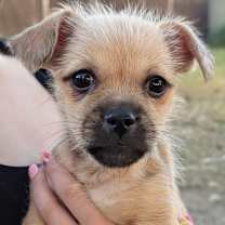 Thumbnail photo of Twinkle #4