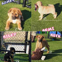 Thumbnail photo of Riley #2