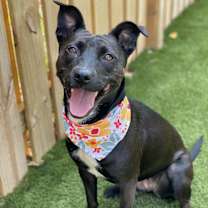 Thumbnail photo of Josie #4