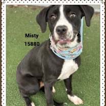 Thumbnail photo of MISTY #2