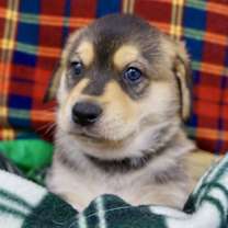 Thumbnail photo of Beethoven #2