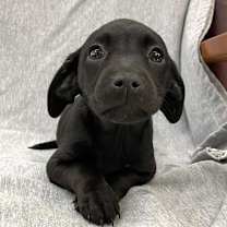 Thumbnail photo of THEADOSIA #2