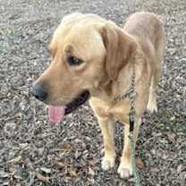 Thumbnail photo of Rusty #1