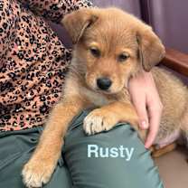 Thumbnail photo of RUSTY #1