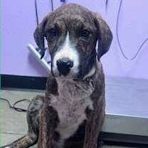 Thumbnail photo of 60034641 #2