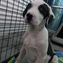 Thumbnail photo of 60034651 #2