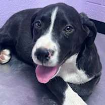 Thumbnail photo of 60034866 #2