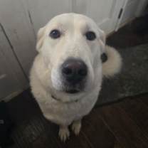 Thumbnail photo of Oreo and Nymria #1