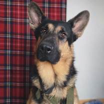 Thumbnail photo of Oso #1