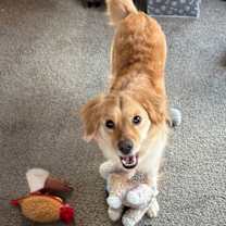 Thumbnail photo of Piper #2