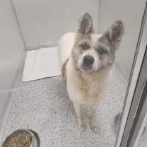 Thumbnail photo of Keyoko #1