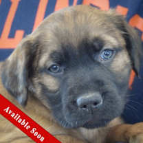 Thumbnail photo of Charlie #1