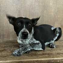 Thumbnail photo of Tommie #2