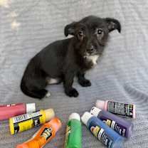 Thumbnail photo of Rainbow #1