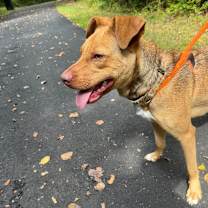 Thumbnail photo of Peanut #3