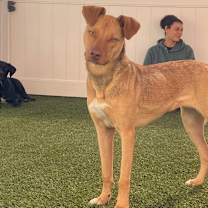 Thumbnail photo of Peanut #4