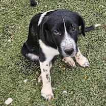 Thumbnail photo of Lucy the dog #2