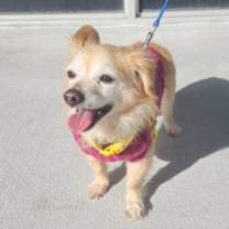 Thumbnail photo of Sunjoy #4