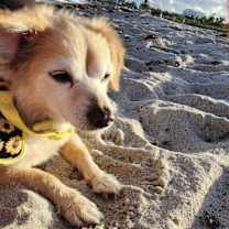 Thumbnail photo of Sunjoy #3