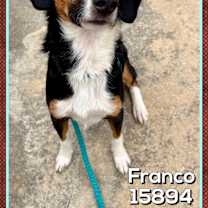 Thumbnail photo of FRANCO #3