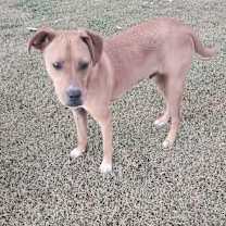 Thumbnail photo of Buster #2