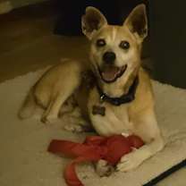 Thumbnail photo of Snoopy #3