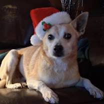 Thumbnail photo of Snoopy #4