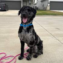 Thumbnail photo of Cooper Trooper #1