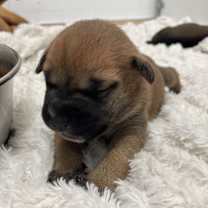 Thumbnail photo of Cyklone #2