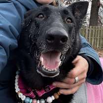 Thumbnail photo of Astra #3