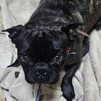 Thumbnail photo of Jacob - Foster or Adopt Me! #2